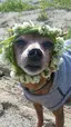 あくびのプロフィール画像