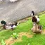 piiのプロフィール画像