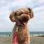 cotoriのプロフィール画像