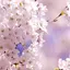 🌸さくら🌸のプロフィール画像