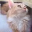 ふーとろのプロフィール画像