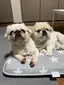 ☆まなこ☆のプロフィール画像
