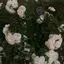 rのプロフィール画像