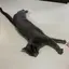 トムのプロフィール画像