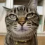 aruのプロフィール画像