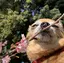 秋帆のプロフィール画像
