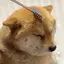 光のプロフィール画像