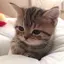 花のプロフィール画像