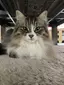 あめちゃんのプロフィール画像