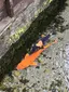 ryosukeのプロフィール画像