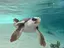カピバラのプロフィール画像