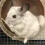 さくらのプロフィール画像