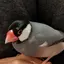 赤のプロフィール画像
