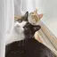 みきのプロフィール画像