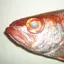 アカムツのプロフィール画像