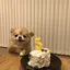 柚子のプロフィール画像