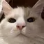 月のプロフィール画像
