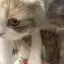 あみのプロフィール画像