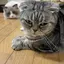 りさのプロフィール画像