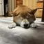 millyのプロフィール画像