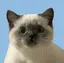 ネコのプロフィール画像