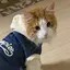 まちゃこのプロフィール画像