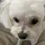 まやゆのプロフィール画像