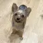 ぬこのプロフィール画像