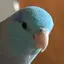 マメルリハのプロフィール画像