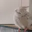 🕊️のプロフィール画像