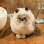 ひよこのプロフィール画像