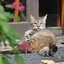 ばんかほのプロフィール画像