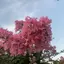 ことこのプロフィール画像
