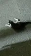 じゃがりこのプロフィール画像