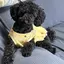 やんちゃなワン飼い主のプロフィール画像