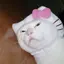 さむげたんのプロフィール画像