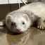 ねるのプロフィール画像