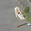 ねこのプロフィール画像