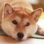 SHOTAのプロフィール画像