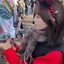 ゆめかのプロフィール画像