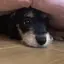 ましのプロフィール画像