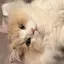 りずちゃんのプロフィール画像