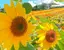 あやかのプロフィール画像