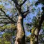 チャウのプロフィール画像