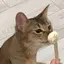 わっちゃのプロフィール画像