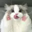 あちゃのプロフィール画像
