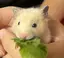 SAAYAのプロフィール画像