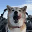 ここのプロフィール画像