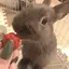 すずのプロフィール画像