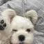 トワのプロフィール画像